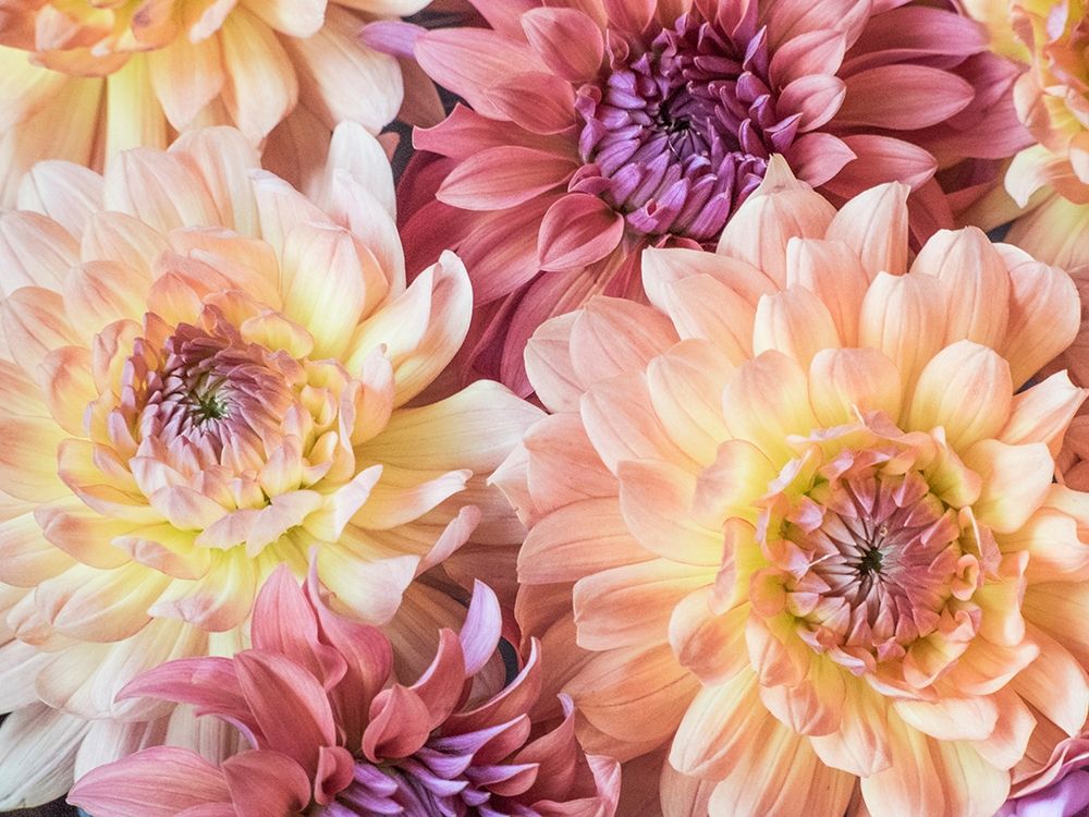 Washington State-Sammamish Dahlia flower design and patterns